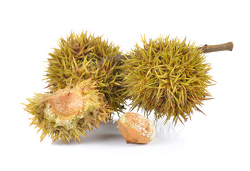  Lithocarpus fruit on white background