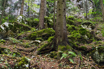 Naklejka premium Wald