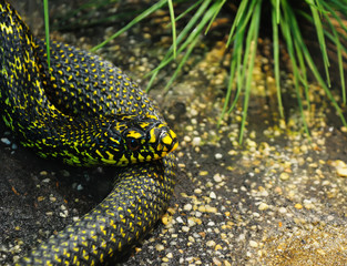 The head of the snake closeup
