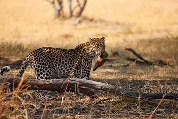 Schilderijen op glas leopard © gi0572