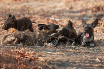 wild dogs