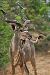kudu