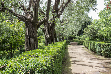 Ancient olive trees / Ancient olive trees on the Palatine Hill in Rome 