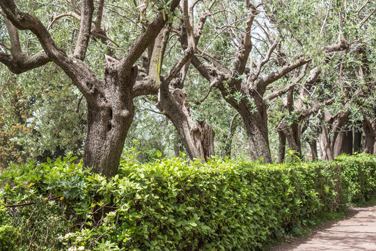 Ancient olive trees / Ancient olive trees on the Palatine Hill in Rome 