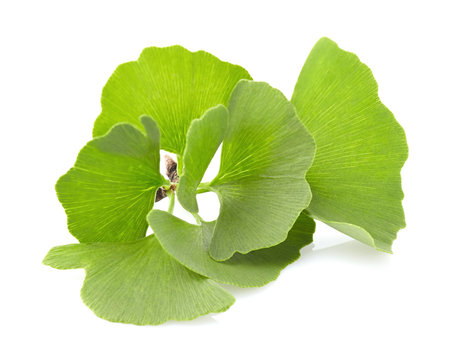 Ginkgo Biloba Leaves