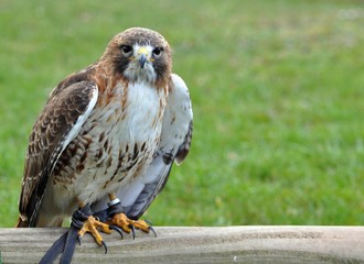 Rotschwanzbussard