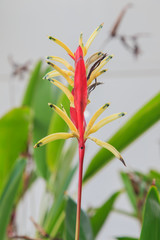 bird of paradise flower