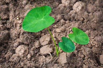 Seedlings of taro plants growing in Thailand.