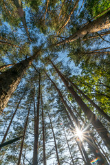 Sun shining through the trees, up view,