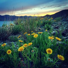 花