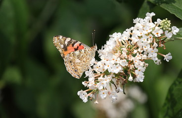 Distelfalter Schmetterling Vanessa cardui  