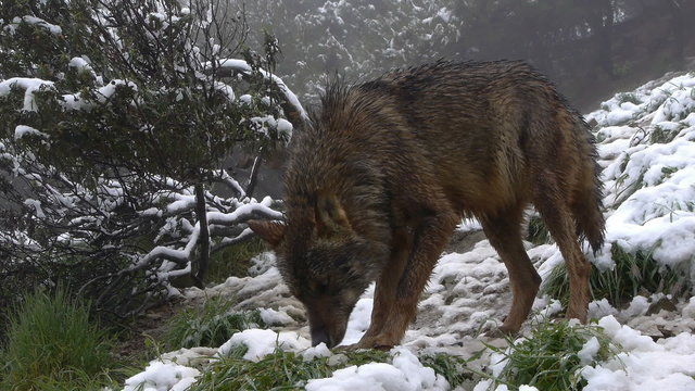  Iberian wolf sniffing the ground, the snow has found he likes odors  