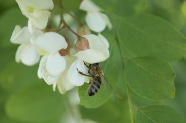 Acacia and bee.