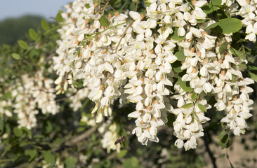 Bee it fly to the acacia flowers.