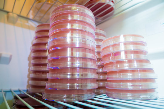 Petri Dishes In A Refrigerator Medical Laboratory