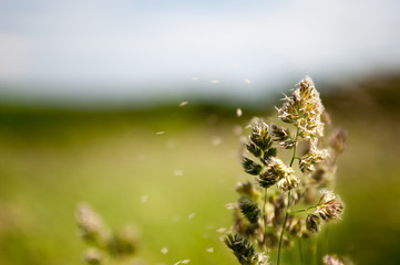 Naklejka premium allergy season / Flowering grasses that are the cause of many allergies 