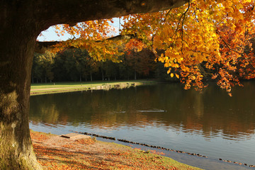 Colourful autumn and leaves