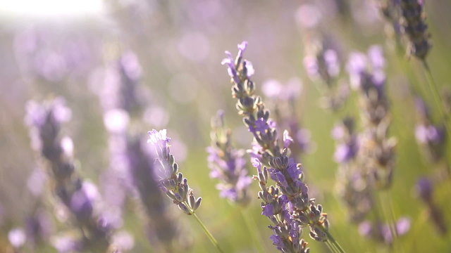 Lavender field at sunset