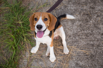 Beagle puppy sitting