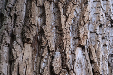 Tree bark texture