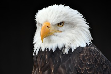 Weißkopfseeadler
