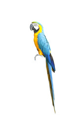 Beautiful Pet Parrot