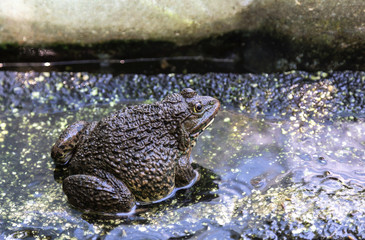 edible frogs on the farm