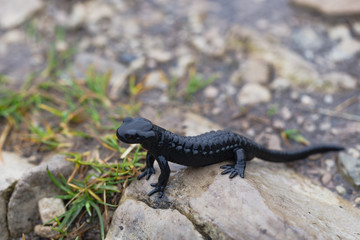Black Alpine Salamander