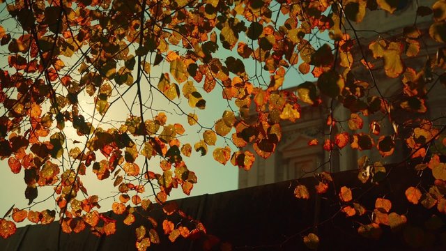 A video portrait of the famous St. Paul's Cathedral in London, England UK seen through Autumn Fall dangling foliage bathed by a glorious sunshine
