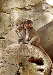 Two little monkeys in the zoo
