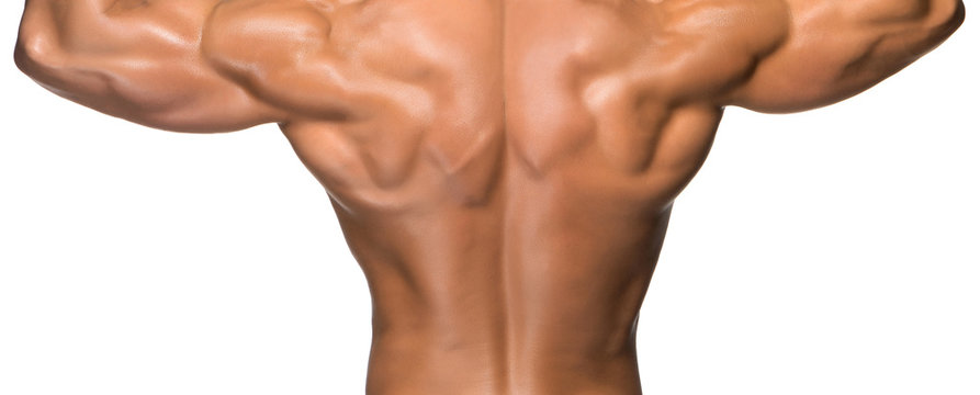 Attractive male back of body builder on white background