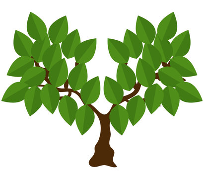 albero