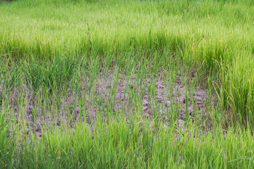 rice plant withered for lack of water