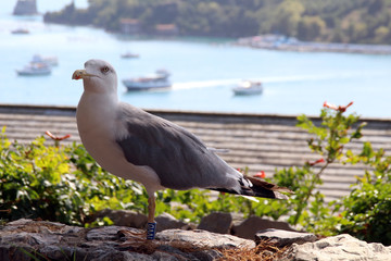gabbiano