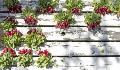fresh picked radish from garden, The Netherlands