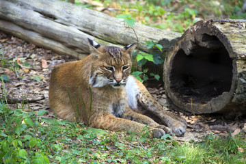 Bobcat relaxing in the grass