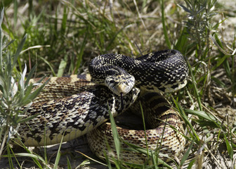 Bull Snake poised to strike