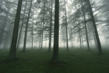 Obraz premium foggy forest