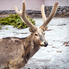 Pere David's deer