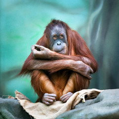 Female orangutan portrait
