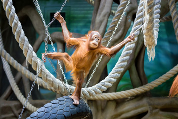 Bornean orangutan cub - obrazy, fototapety, plakaty
