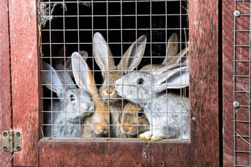 Fototapeta premium Rabbits in a hutch