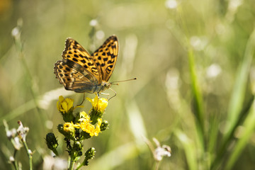 Schmetterling auf einer Blüte
