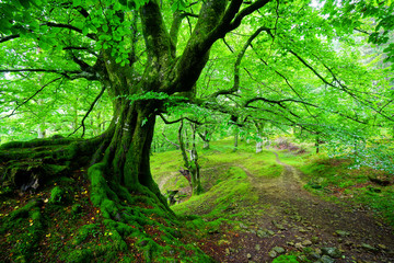 Tree near path in spring