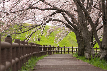 桜アーチ＠大阪府高槻市