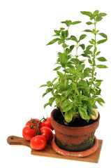 Pot de basilic et grappe de tomates posés sur une planche à découper