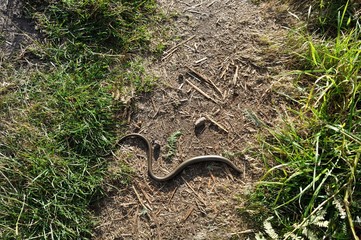 Slow worm on a path