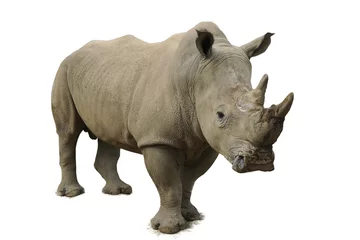 Stickers pour porte Rhinocéros Rhinocéros blanc
