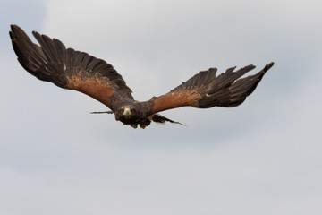 Harris hawk in flight against cloudy sky.