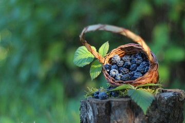 Ежевика в корзине